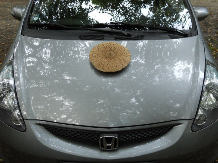 HOUBA HONDA DNES JAZZ:-)