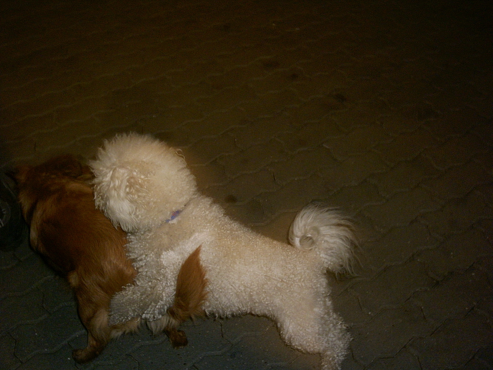MiniMaxiSraz Chodov 19.10.2006