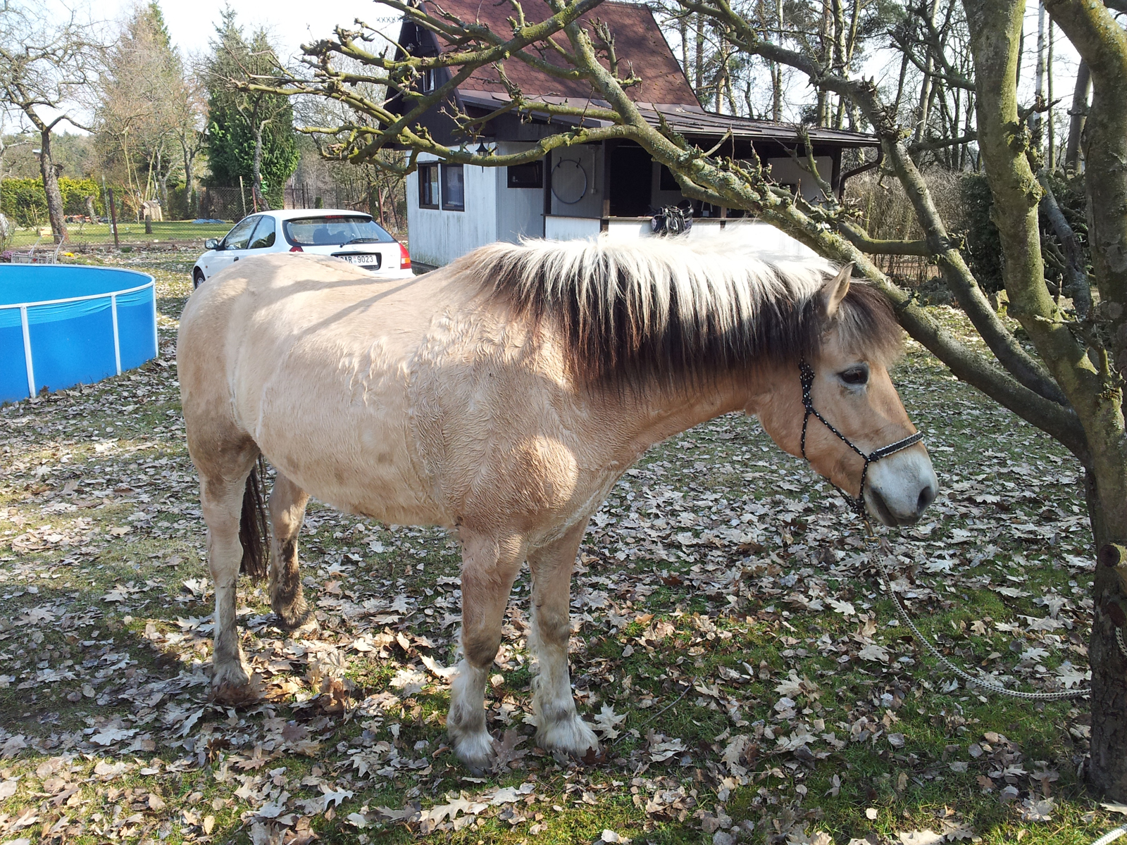 Někde se nám tam vzal jeden kůň navíc xD