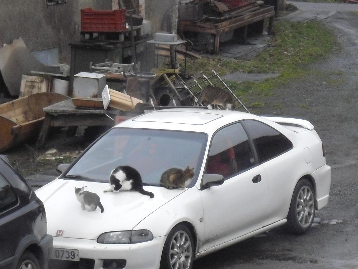 Honda plná koček :D