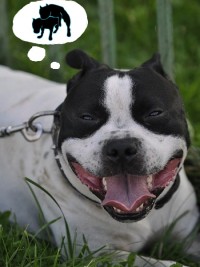 doggy1.jpg