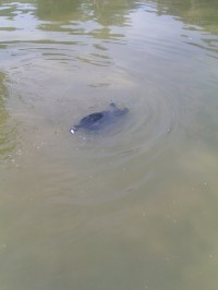 IMAG0272.jpg
