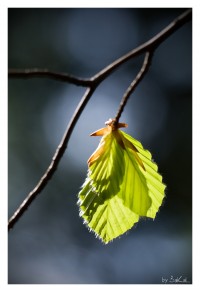 +IMG_0608+.jpg