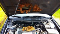 IMG_20150425_114441.jpg