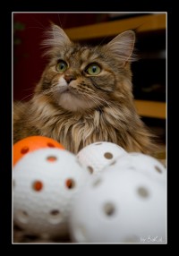 +IMG_3390+.jpg