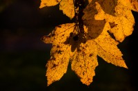 IMG_5182.jpg
