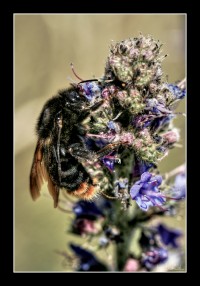 +IMG_9337+.jpg