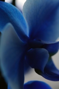 macro 2 mala.jpg