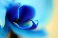 macro 4 mala.jpg